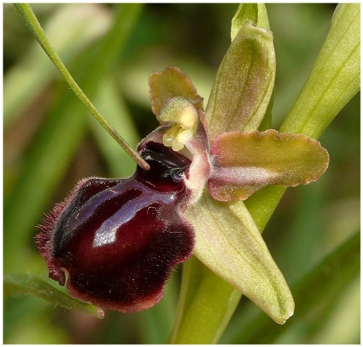 Ophrys garganica